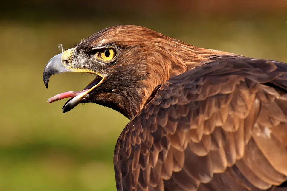 Adler Mannheim starten siegreich in die Testspiel-Saison 2024/25