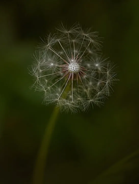 Blumen für Mindestlohn: Floristen im Kreis Nordhausen im Fokus