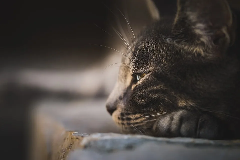 Der Abschied einer Katzenretterin: Heike Rutkowskis Vermächtnis in Templin