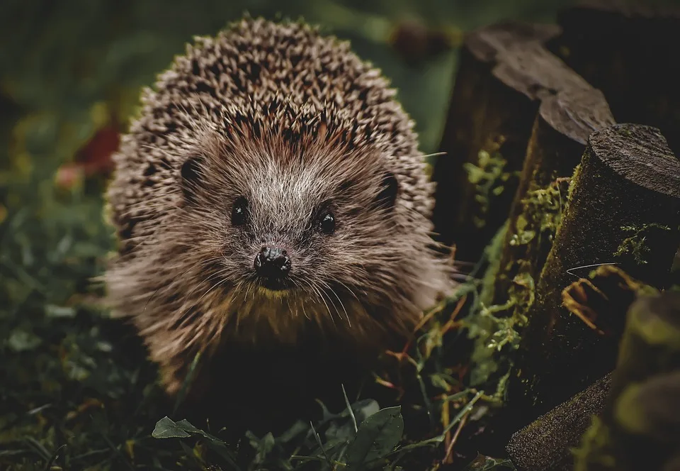 Der Igel in Gefahr: Fehlende politische Unterstützung für das Wildtier des Jahres