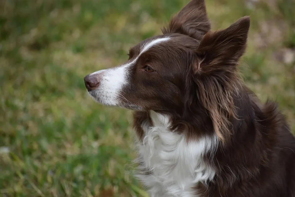 Ein Tag im Schatten: Karoline und ihre Border Collies im Fotomotiv