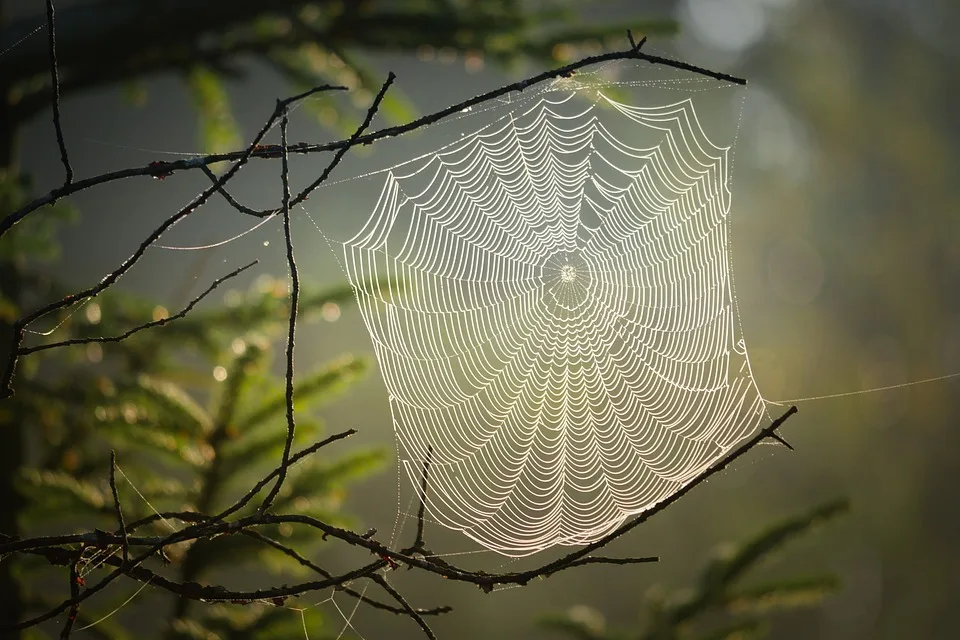 Eine Spinne löst Unfall mit drei Verletzten in Braunau aus