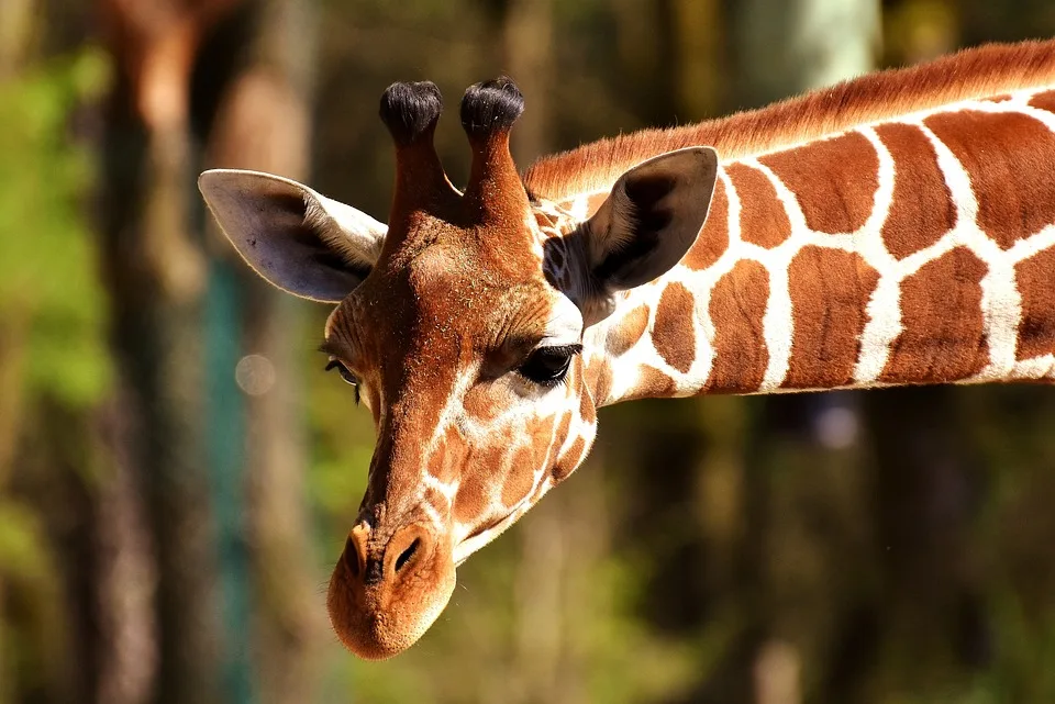 Entdecken Sie die Vielfalt: Der Dortmunder Zoo unterstützt Plumploris