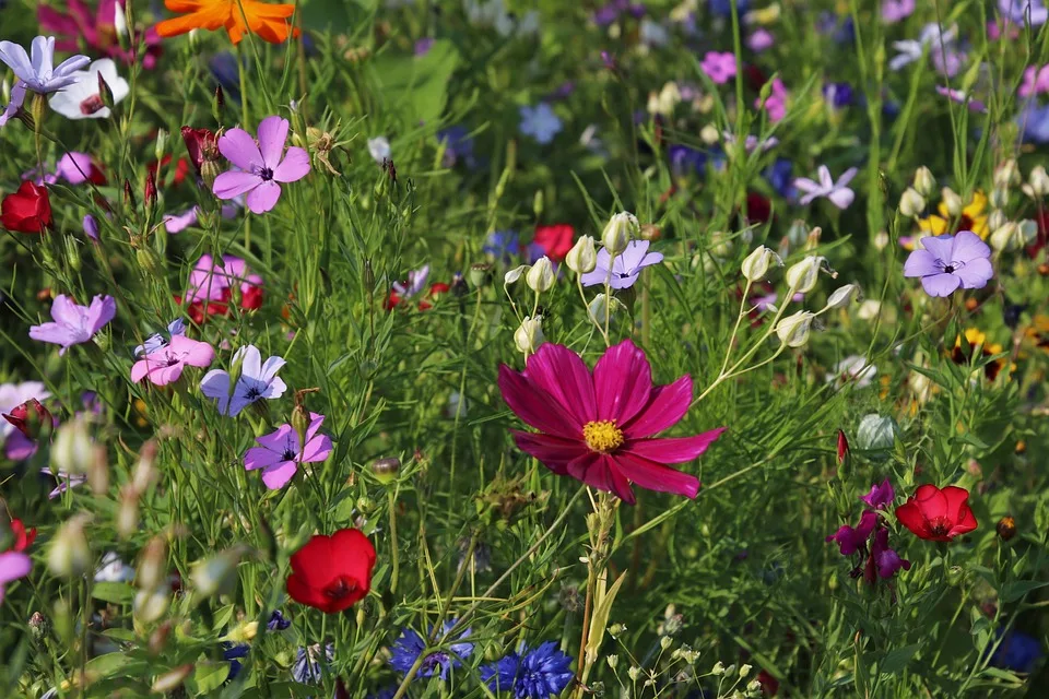 Entdecken Sie lokale Highlights: Gartenschau, Kunst und Versteigerung