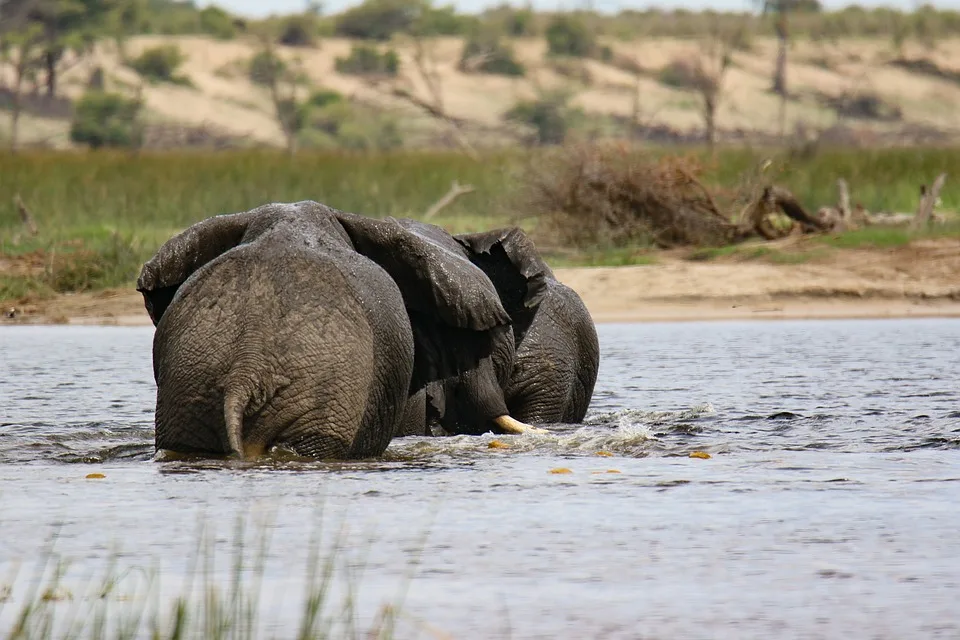 Entdeckung in Botswana: Riesiger Rohdiamant von 2.492 Karat gefunden