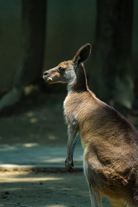 Entlaufenes Känguru findet neues Zuhause im Serengeti-Park