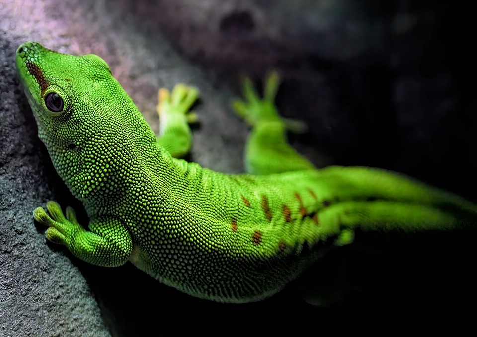 Erster Nachwuchs bei Chemnitzer Himmelblauen Zwergtaggeckos!