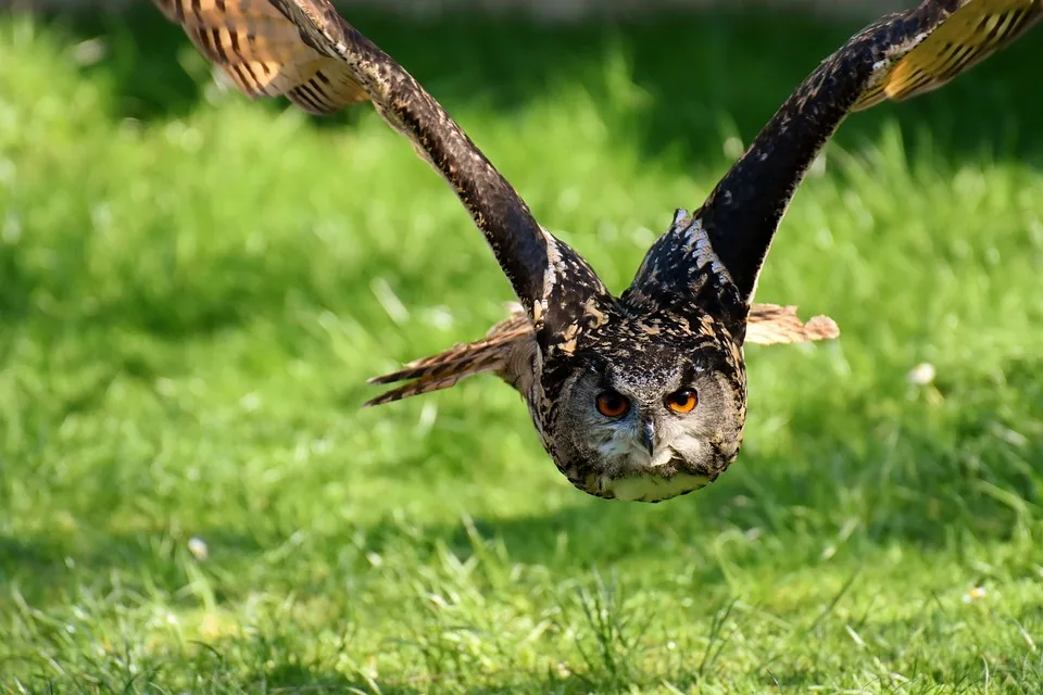 Familienerlebnistag im Wildpark Rheingönheim: Spaß und Entspannung für Groß und Klein!