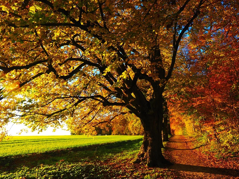 Federweißer: Ein herbstlicher Genuss aus der Pfalz