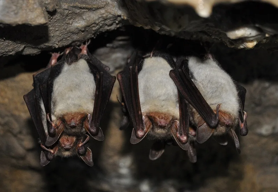 Fledermäuse im Fokus: Spannende Veranstaltungen zur Batnight im Saarland