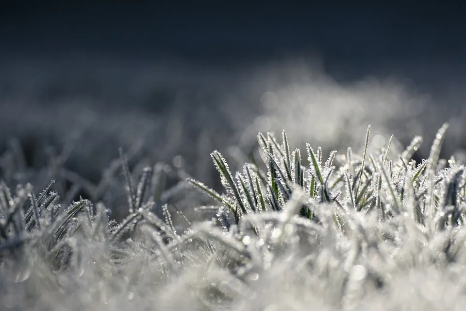 Frostschäden bedrohen Sachsens Mostereien: Apfelernte fällt aus