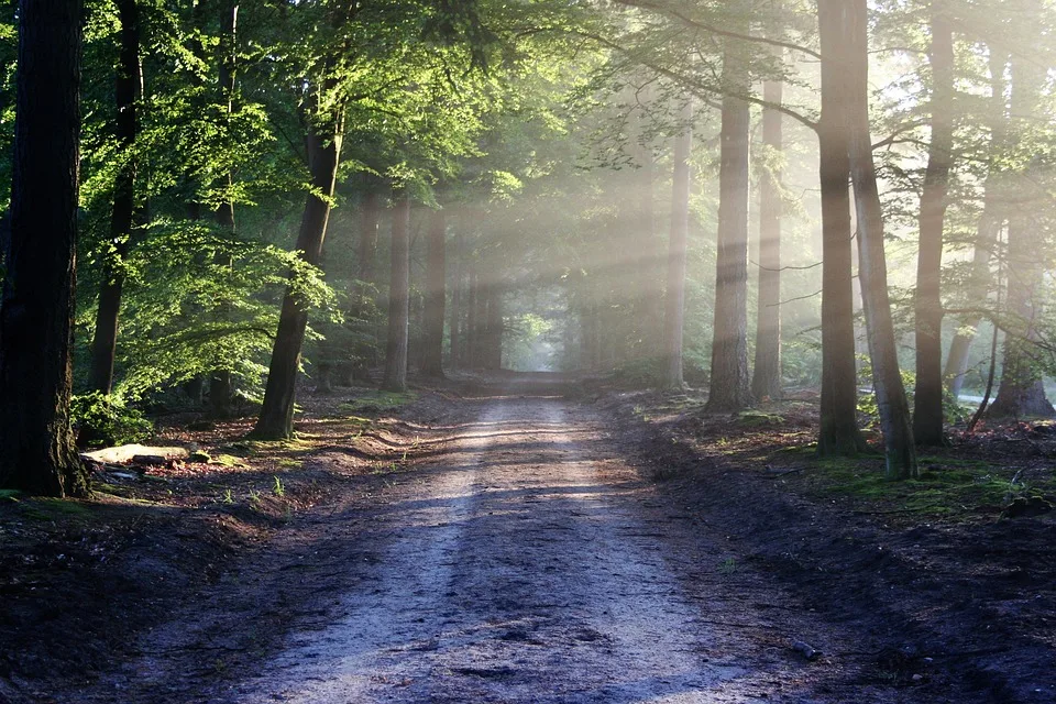 Gemeinsame Allianz für den Schutz des Spessarts: Natur vor Windkraft