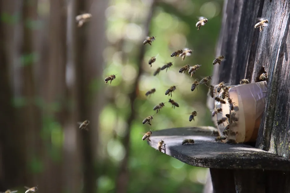 Gesunde Bienen durch Biolandwirtschaft: Neue Studie aus Niedersachsen