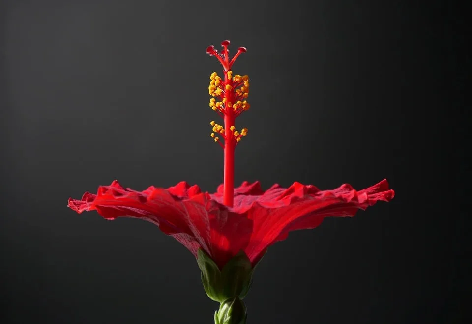 Gudrun Schuft verabschiedet sich: Blumenladen und mehr in Droyßig