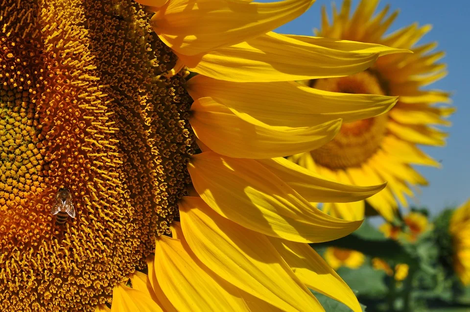 Hitzewelle in Sachsen-Anhalt: Temperaturen von bis zu 36 Grad erwartet!