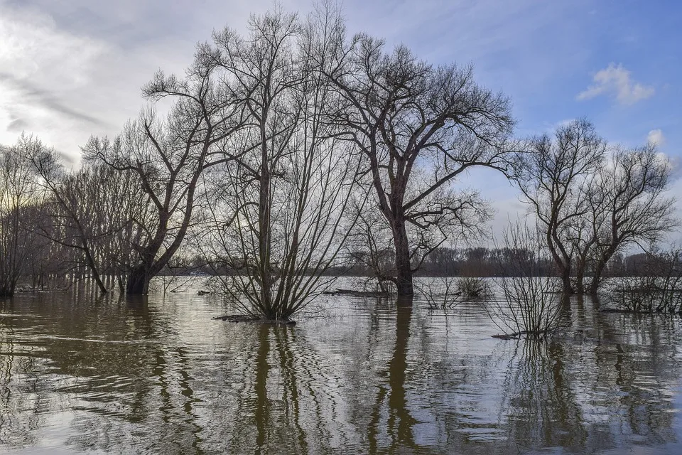 Hochwasserfolgen an der Donau: Sorgen der Fischereigenossenschaft