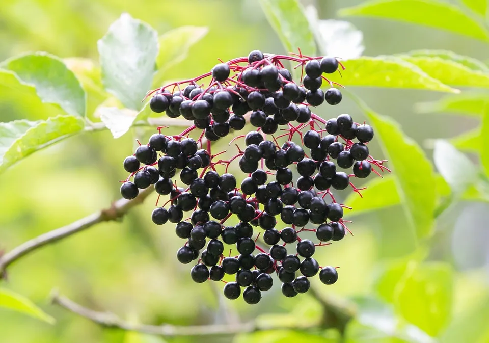 Holunderbeeren: Köstliche Rezepte und wichtige Sicherheitshinweise