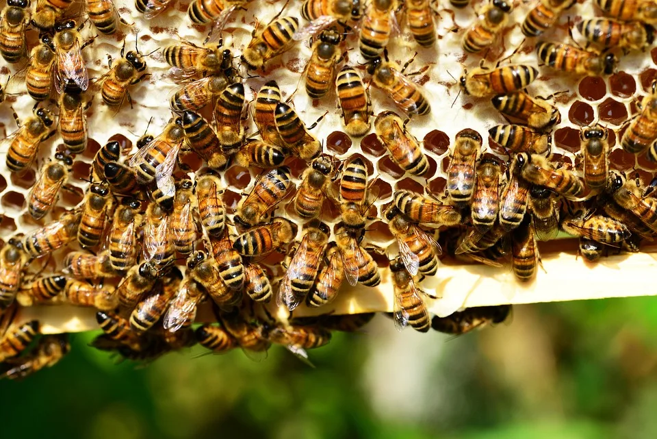 Imkerboom in NRW: Bienenhaltung wird weiblicher und urbaner