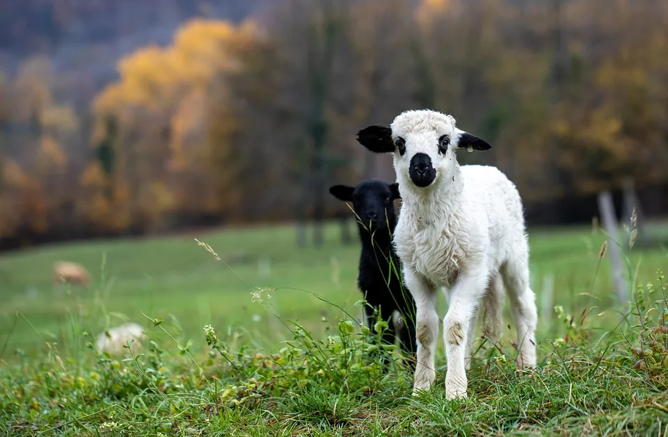 Kamerunschafe in Moringen: 13 Tiere spurlos verschwunden