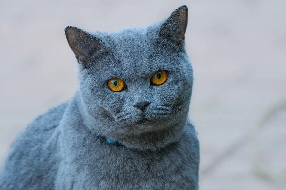 Katzensterben in Neuhaus: Polizei sucht Zeugen nach Vergiftungen