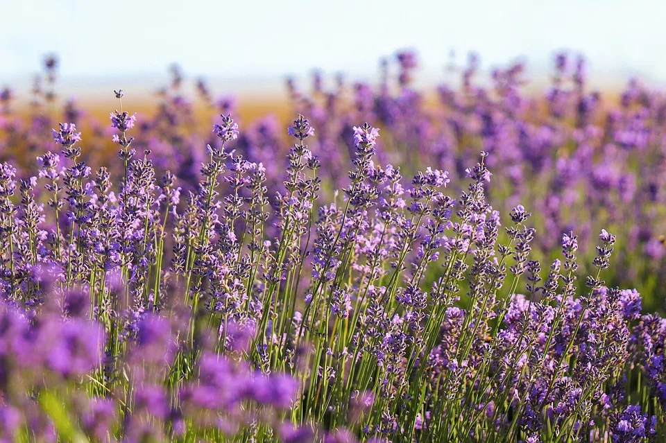 Lavendel und Nachhaltigkeit: Entdecken Sie Balcony Botanicals in Colorado!