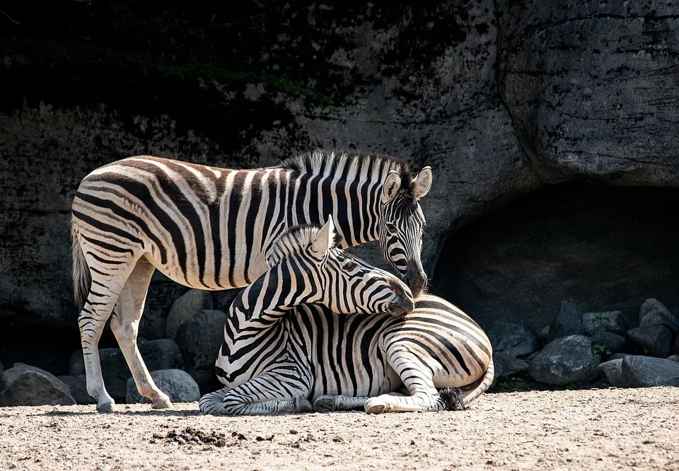 Londoner Zoo ersetzt Banksy-Kunstwerk – Ein Erbe der Kreativität