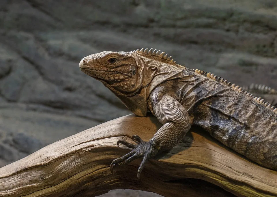 Londoner Zoo schützt Banksys Kunstwerk – was jetzt aus den Tieren wird