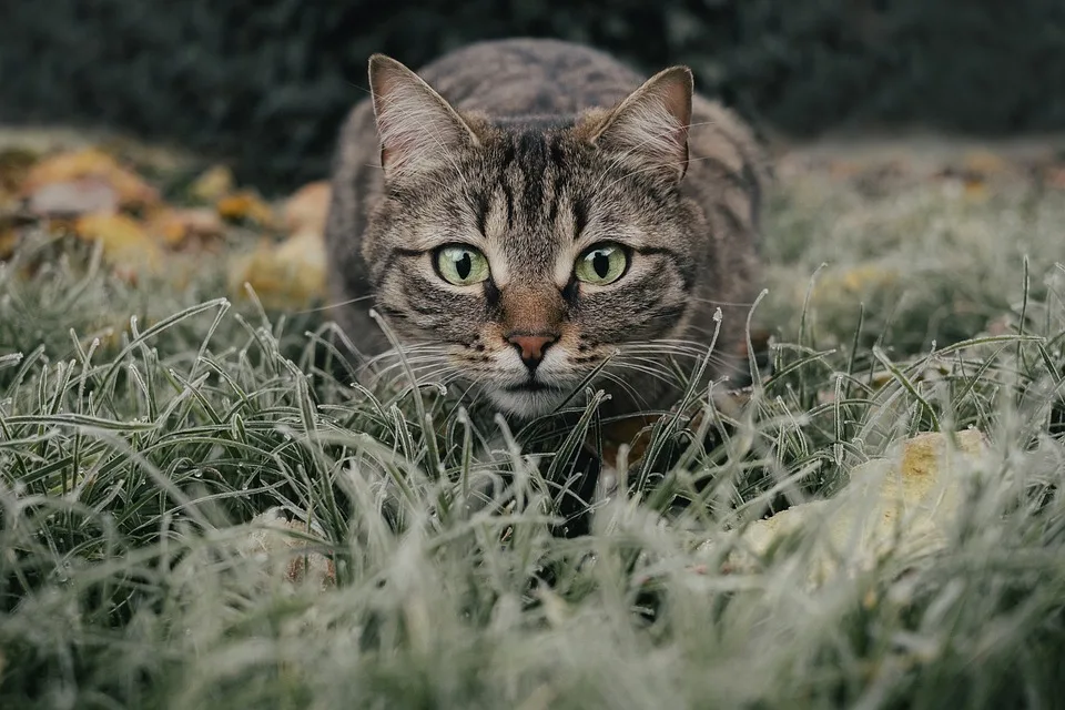 Maxel, der unsichtbare Schatten: Ein Kater sucht geduldige Familie in Kronach