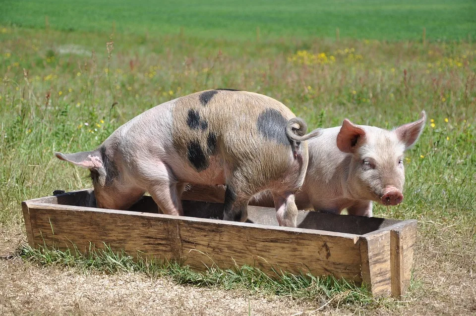 NRW warnt vor Afrikanischer Schweinepest: Wichtige Hinweise für Alle!