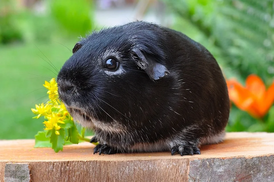 Neue Hoffnung für Meerschweinchen Hans und Franz im Duisburger Tierheim