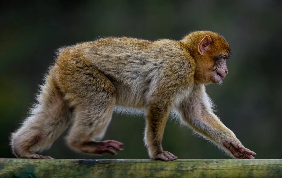 Neuer Affen-Nachwuchs im Gelsenkirchener Zoo: Ein kleiner Star ist geboren!