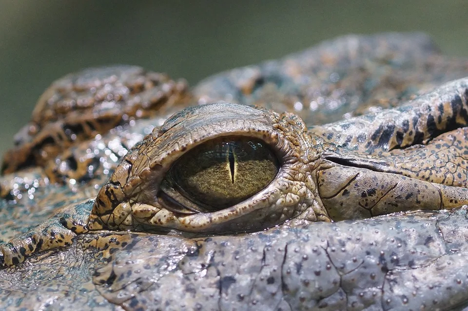 Neues Leben im Kölner Zoo: Philippinenkrokodil-Nachwuchs begeistern Besucher