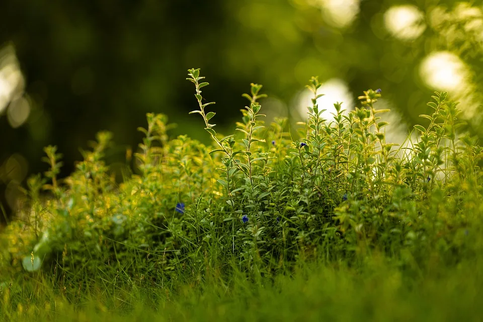 Restaurierte Gartenlaube: Ein Stück Frankfurter Geschichte erwacht