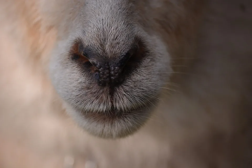 Schleswig-Holsteins Günther: Koalitionen sind möglich – Ein Aufruf zum Dialog