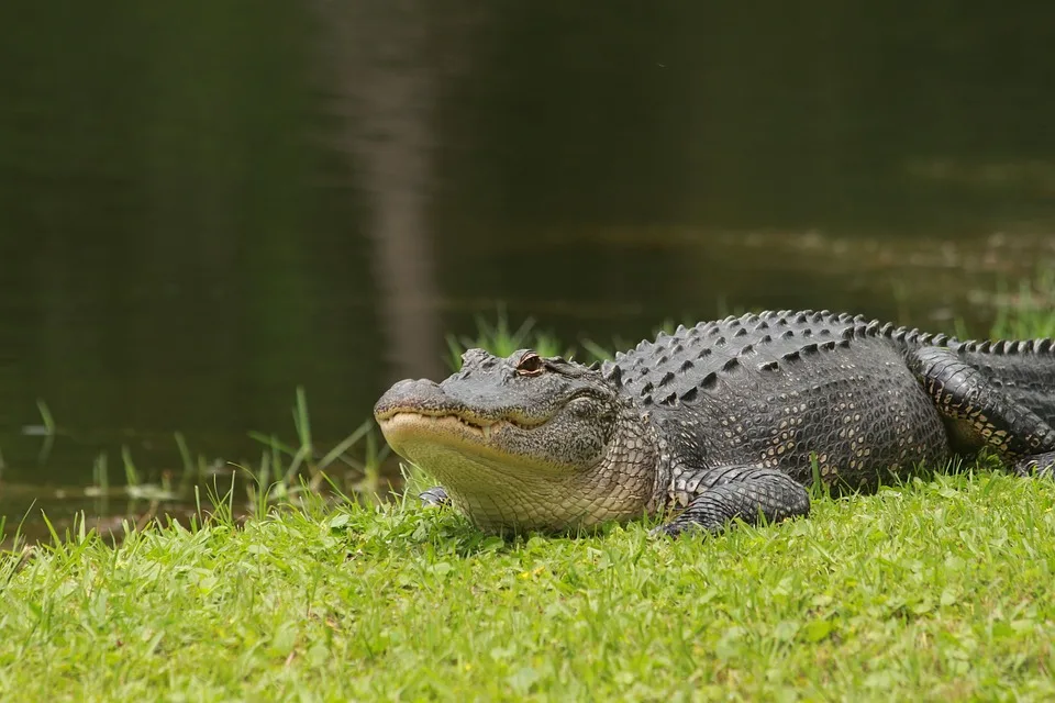 Solingen Alligators: Dramatischer Sieg und Halbfinale in Sicht!