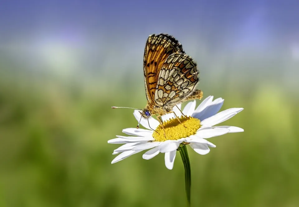 Sommerliche Aussichten: Hochsauerlandkreis genießt Traumwetter