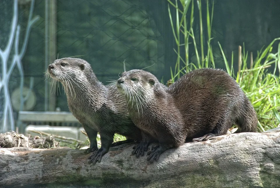 Tiergarten Kleve: Einsatz für den Erhalt bedrohter Nutztierrassen