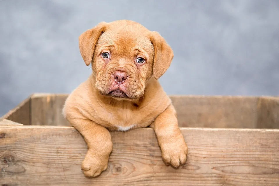 Tragischer Vorfall in Accrington: Hund tötet Besitzer in seinem Zuhause