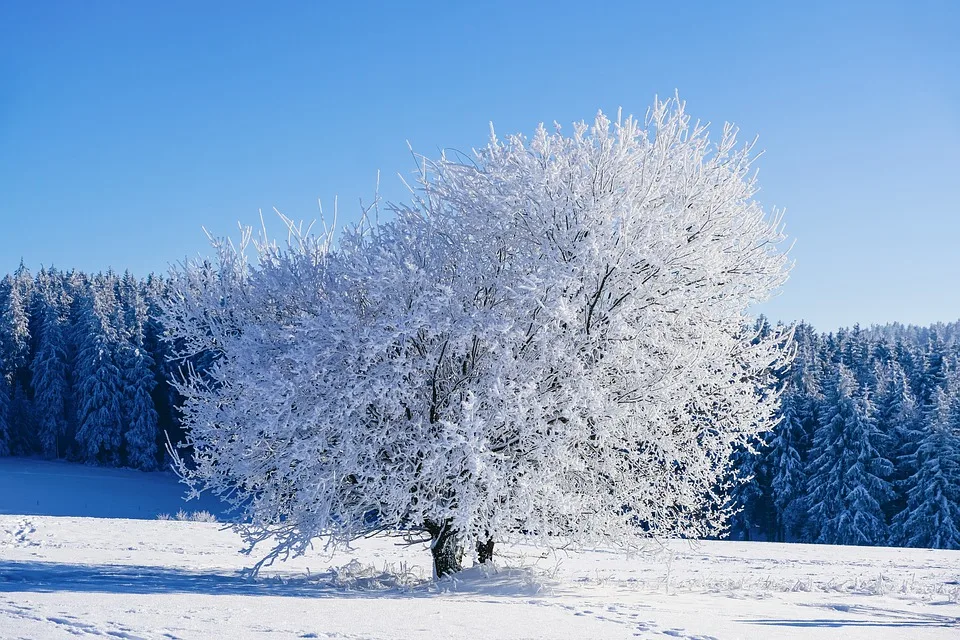 Unerwartete Winterprognose: Wird der kommende Winter frostiger?