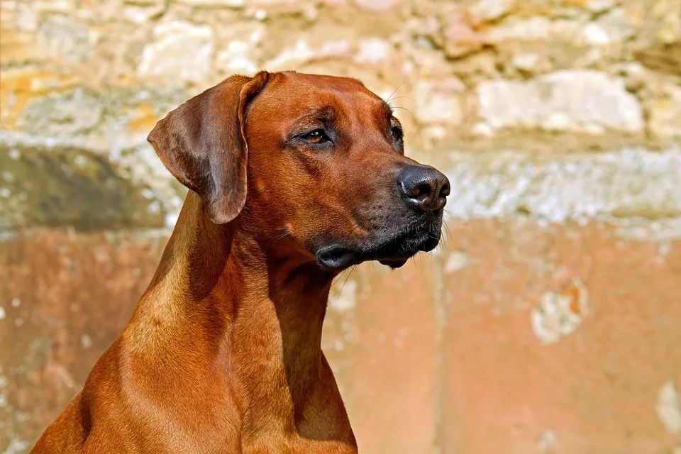 Verletzter Hund auf B50: Polizei sucht den Halter in Metterich