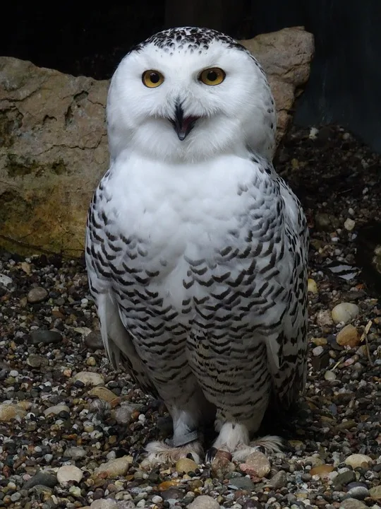 Vermisste Hedwig Goanta: Hilfe bei der Suche in Neunkirchen