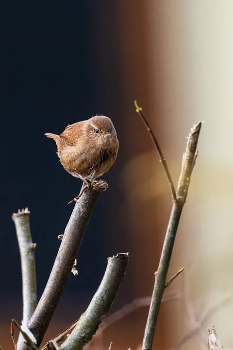 Vogelinseln der Nord- und Ostsee: Ein Rückzugsort für die Natur