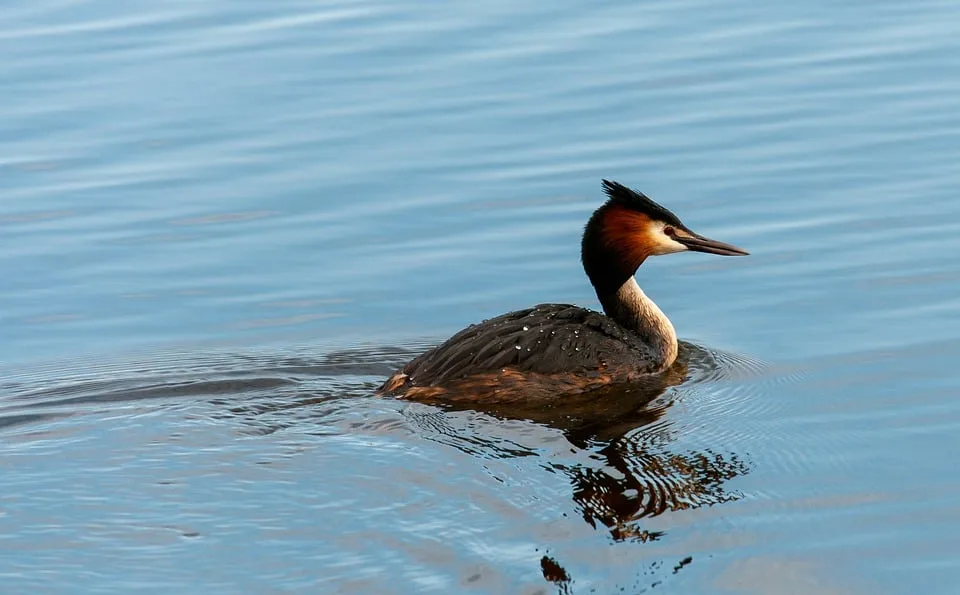 Vogelparadiese: Ein Blick auf die geschützten Inseln im Wattenmeer