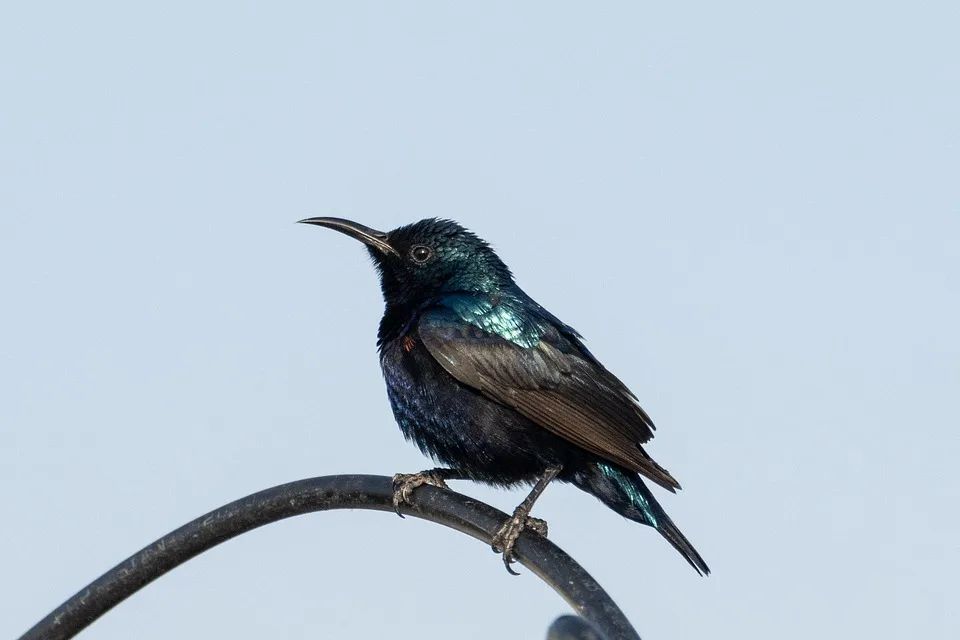 Vogelschutz und Isolation: Nele Walterings Leben auf Norderoog