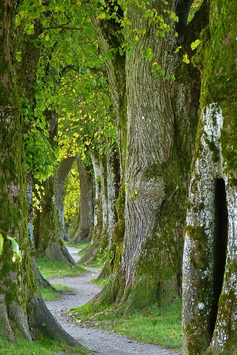 Waldbrandgefahr in Brandenburg: Höchste Warnstufen in acht Landkreisen