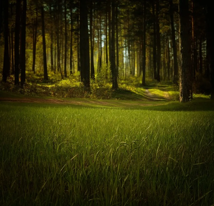 Waldbrandgefahr in Deutschland: Studie warnt vor alarmierenden Veränderungen