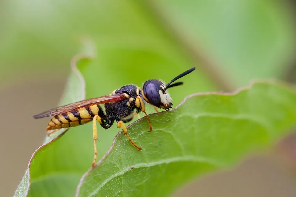 Wespenplage im Spätsommer: Warum weniger Insekten unsere Feste stören