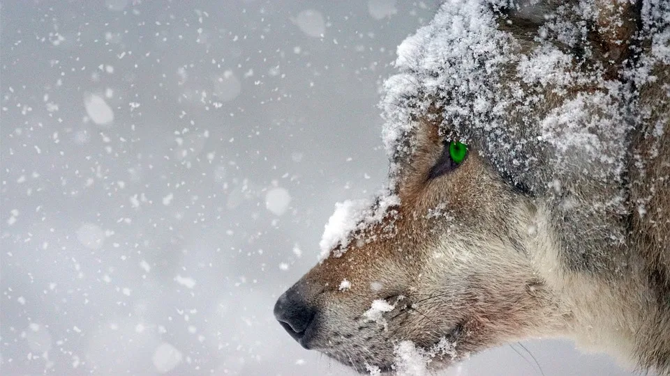 Wolf in Bregenzerwald erlegt: Debatte um Jagd und Herdenschutz entbrennt