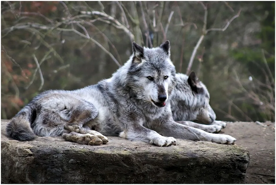 Wolfsgesichtungen im Märkischen Kreis: Ein Rudel im Ebbegebirge entdeckt