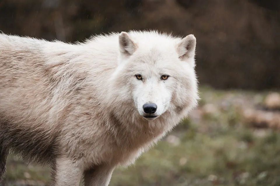 Wolfsmysterium in Thüringen: Neue Welpen und ein wachsendes Rudel